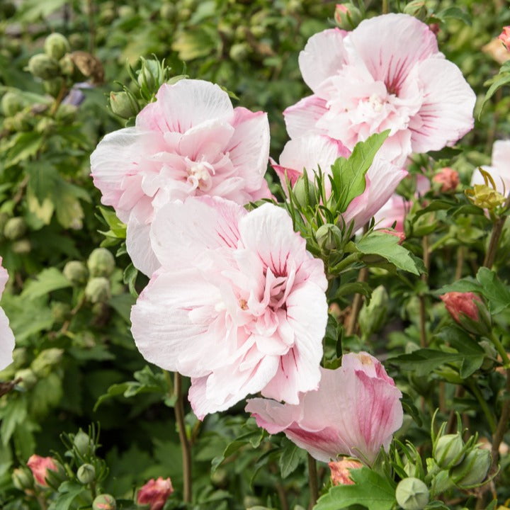 Hibiscus Syriacus Pink Chiffon - Hibiscus Pink Chiffon - Hibiscus