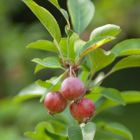 Pommier à fleurs - Pommier d'ornement Evereste Perpetu - Malus Evereste Perpetu