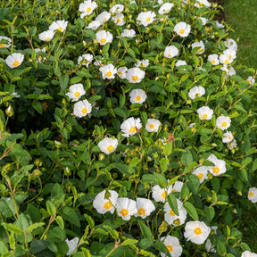 Ciste des Corbières - Cistus corbariensis - Willemse