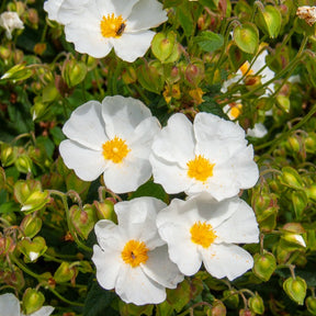 Cistus corbariensis - Ciste des Corbières - Ciste