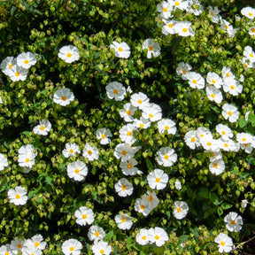 Vente Ciste des Corbières - Cistus corbariensis