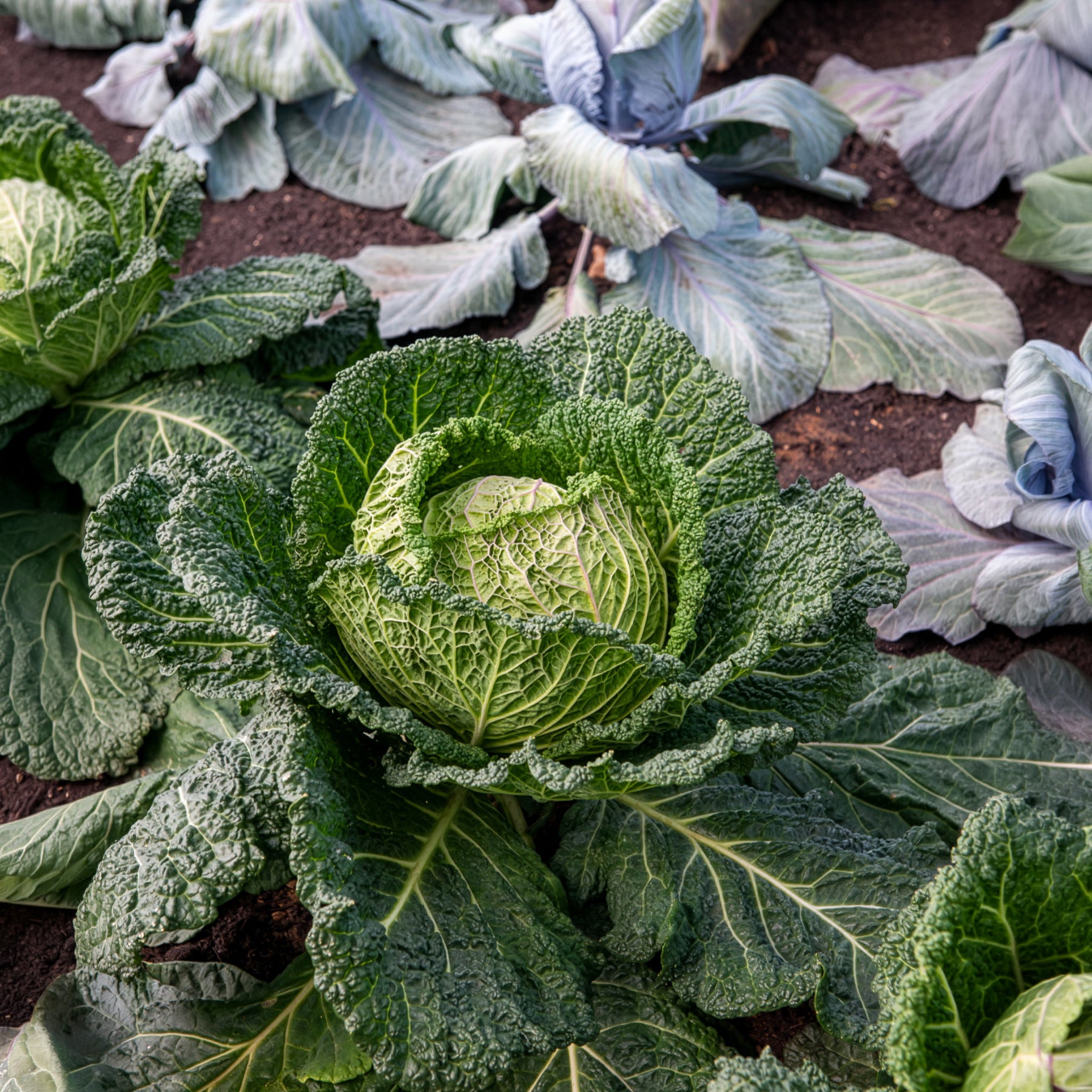 Brassica oleracea sabauda  hâtif d'aubervilliers - Chou de Milan Hâtif d'Aubervilliers - Choux