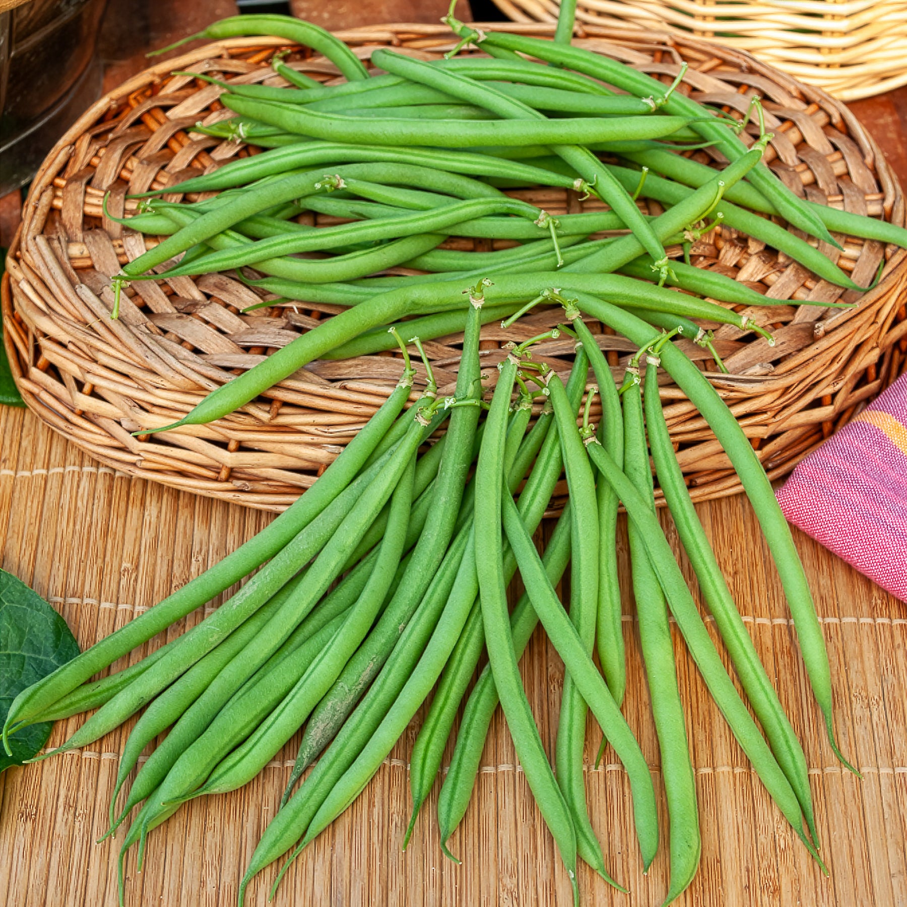 Haricots nains mangetout - Haricot nain mangetout Castandel - Phaseolus vulgaris nain mangetout castandel (obt. clause)