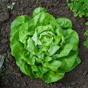 Lactuca sativa rigoletto - Laitue pommée Rigoletto - Laitue