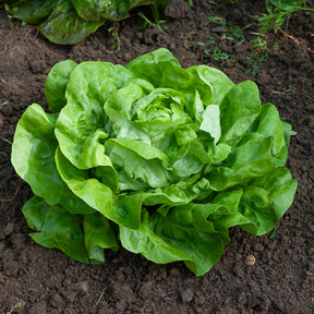 Laitue - Laitue pommée Rigoletto - Lactuca sativa rigoletto
