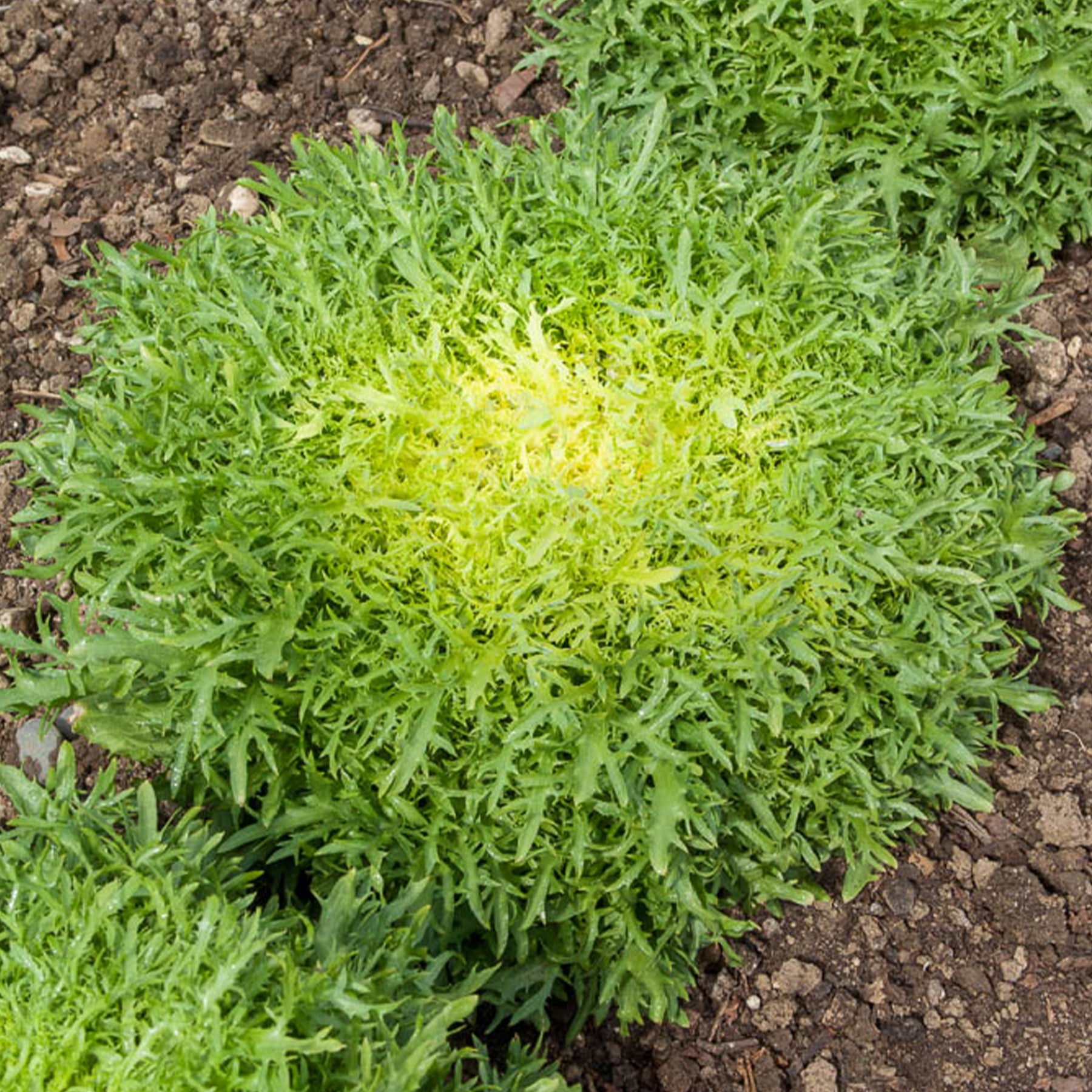 Chicorée frisée Fine de Louviers - Willemse