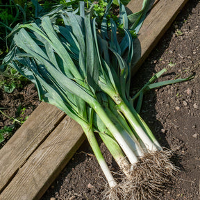 Allium porrum bleu de solaise - Poireau Bleu de Solaise - Poireaux