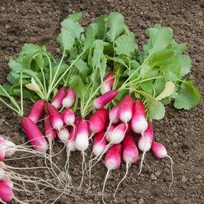  - Collection de 7 sachets de graines pour potager - Collections de graines