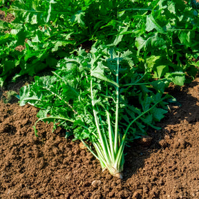 Chicorée sauvage Barbe de Capucin - Cichorium intybus  barbe de capucin - Willemse