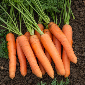 Collection de carottes: 40g Nantaise, 5gCarentan, 5 g Colmar - Collection de carottes : Nantaise, Carentan, Colmar - Carottes
