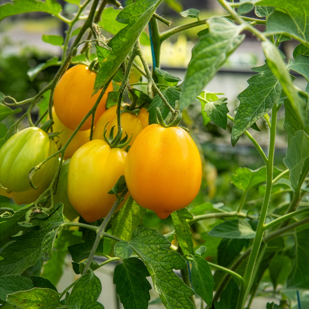 Tomate citron - Lemon Tree - Willemse