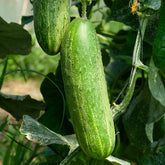 Concombre Le Généreux - Cucumis sativus le généreux - Potager