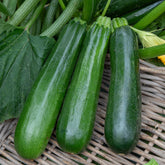Courgette verte non coureuse des maraîchers Bio - Willemse