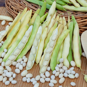 Haricots - Collection d'Haricots - Collection de 3 haricots assortis