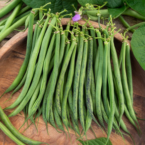 Haricot nain fin Triomphe De Farcy - Phaseolus vulgaris nain fin triomphe de farcy - Willemse