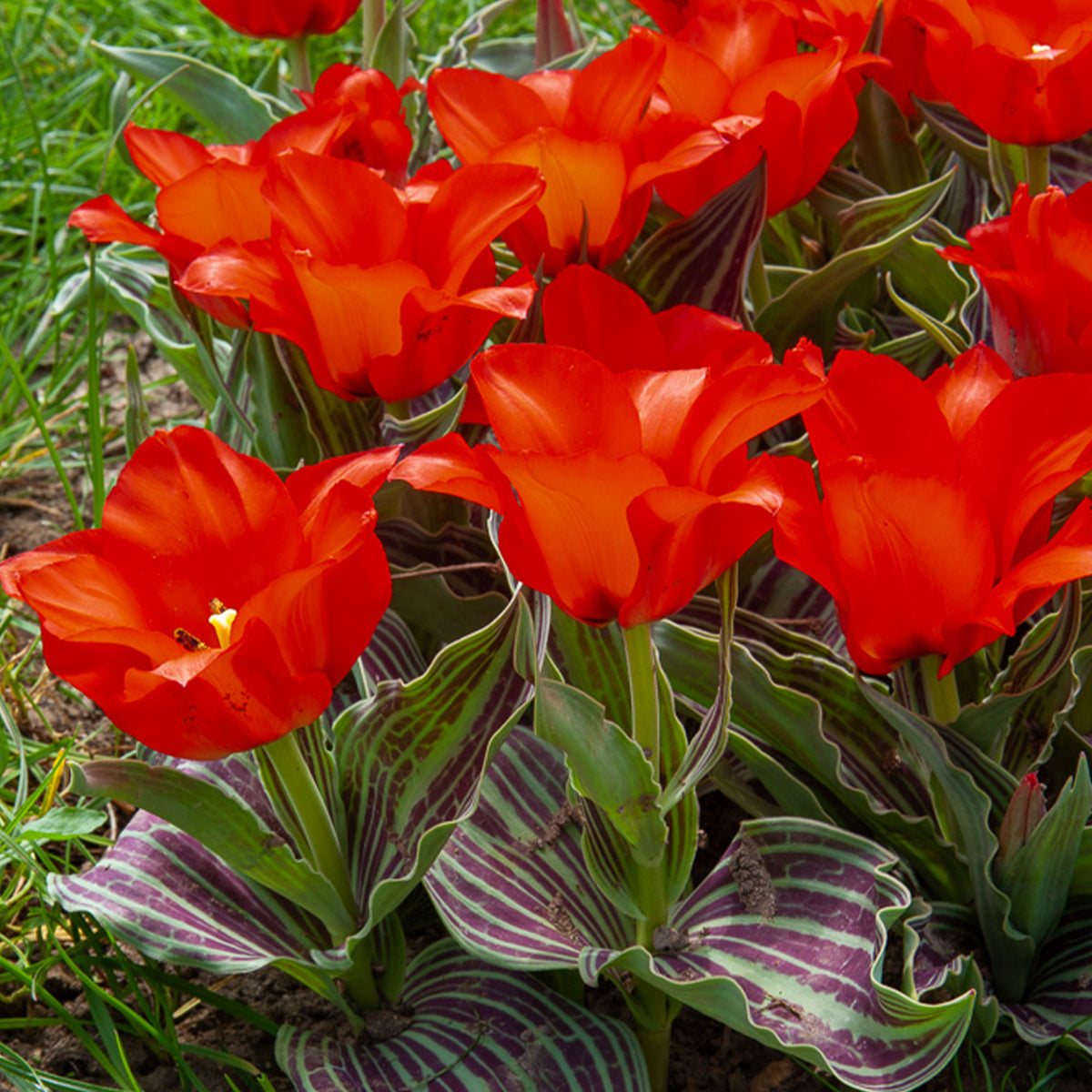 10 Tulipes Chaperon Rouge - Tulipa greigii chaperon rouge - Willemse