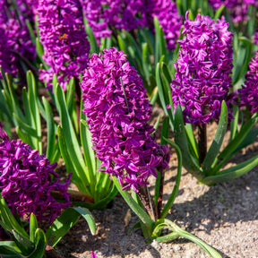 6 Jacinthes Woodstock pourpre - Hyacinthus orientalis woodstock - Willemse