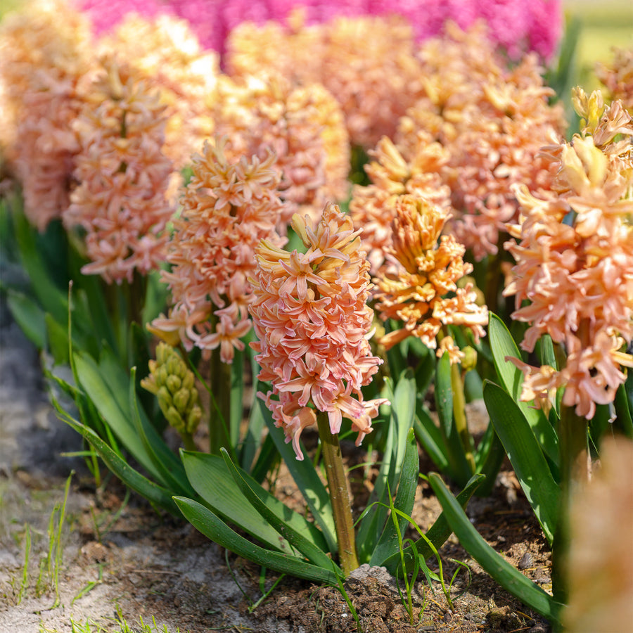 Hyacinthus orientalis gipsy queen - 6 Jacinthes Gipsy Queen orange - Jacinthe