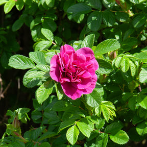 Rosa rugosa hansa , boule de neige - Collection de 2 Rosiers botaniques - Collections de rosiers