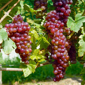 Vigne Chasselas rose - Willemse
