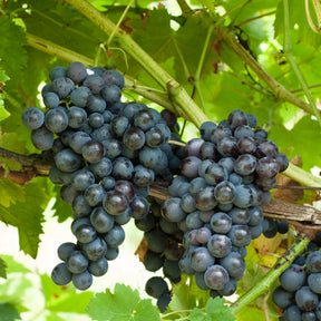 Vitis vinifera Chasselas rose, Muscat de Hambourg, Exalta, Chasselas de Fontainebleau - Collection de 4 vignes - Vigne