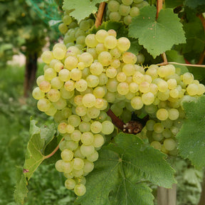 Vigne Chasselas de Fontainebleau - Vitis vinifera chasselas de fontainebleau - Willemse