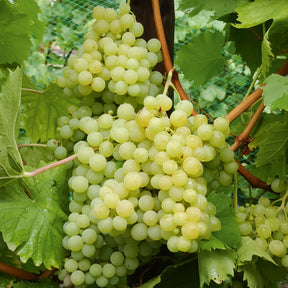 Vigne - Collection de 4 vignes - Vitis vinifera Chasselas rose, Muscat de Hambourg, Exalta, Chasselas de Fontainebleau