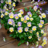 3 Violettes cornue Etain - Pensée - Willemse