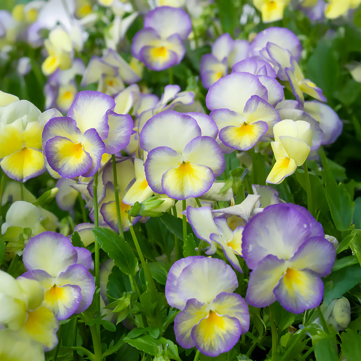3 Violettes cornue Etain - Pensée - Viola cornuta Etain - Willemse