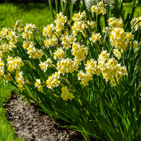 Narcissus tazetta Minnow - 10 Mini-narcisses Minnow - Narcisse