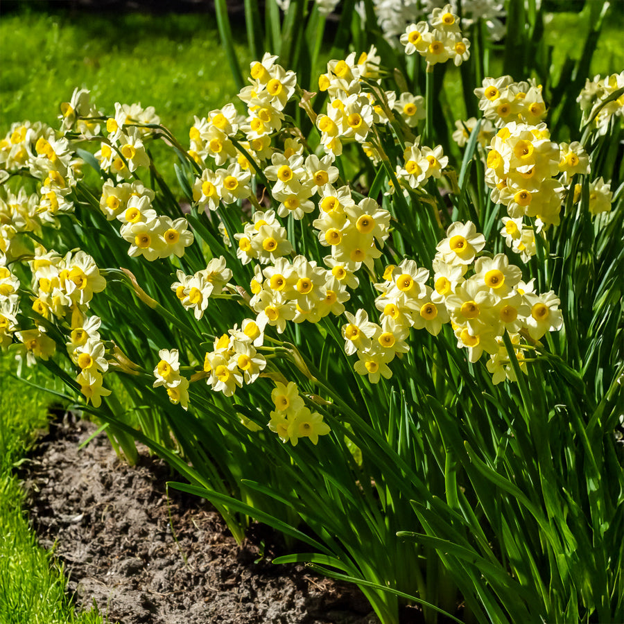 Narcissus tazetta Minnow - 10 Mini-narcisses Minnow - Narcisse