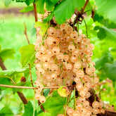 Groseillier blanc sur tige - Willemse