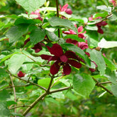 Arbre aux anémones Hartlage Wine - Willemse