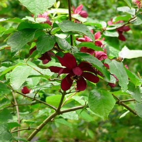 Arbre aux anémones Hartlage Wine - Willemse