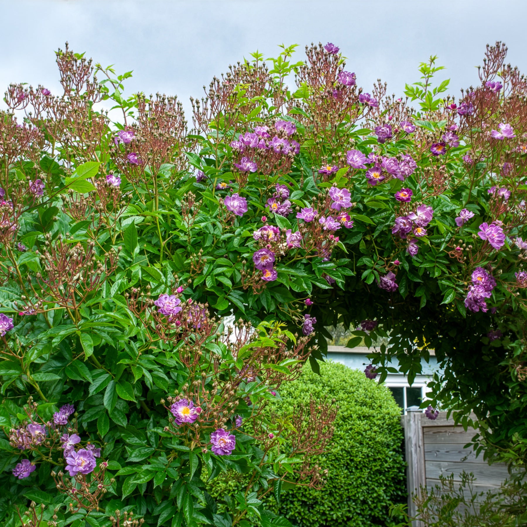 Rosa veilchenblau - Rosier Bleu violet sur tige - Rosiers sur tige