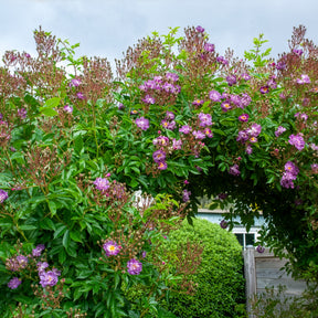 Rosa veilchenblau - Rosier Bleu violet sur tige - Rosiers sur tige