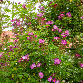 Rosiers sur tige - Rosier Bleu violet sur tige - Rosa veilchenblau