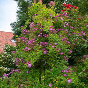 Vente Rosier Bleu violet sur tige - Rosa veilchenblau