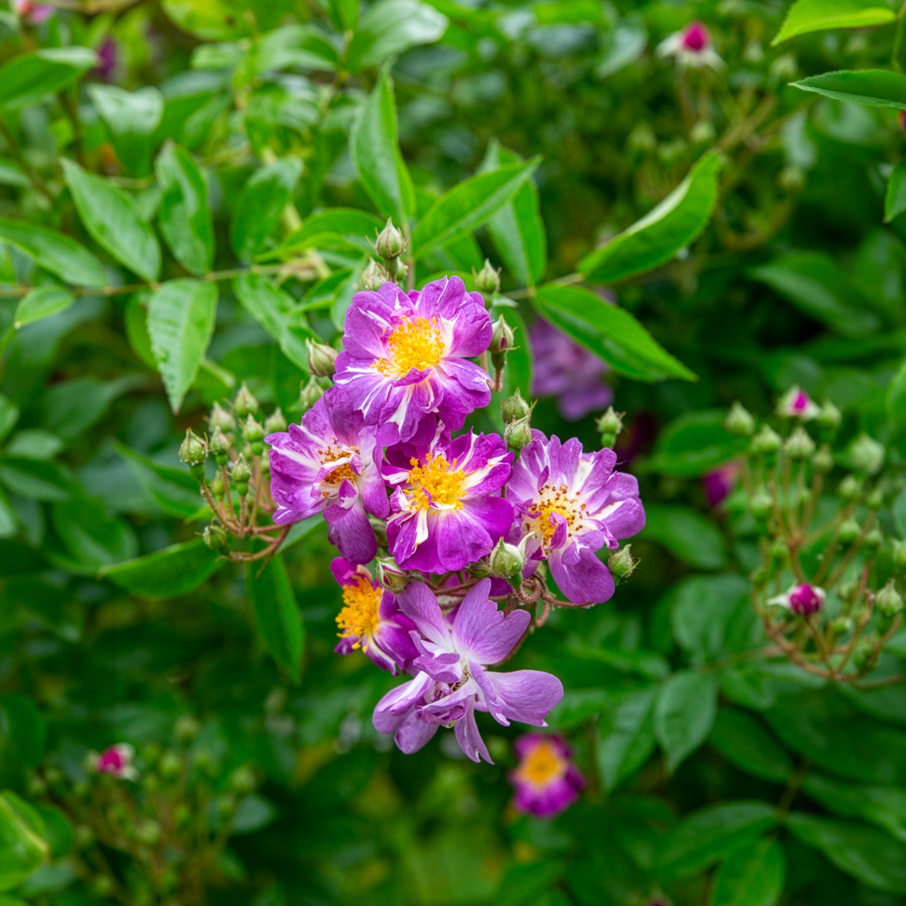 Rosier Bleu violet sur tige - Rosiers sur tige - Willemse