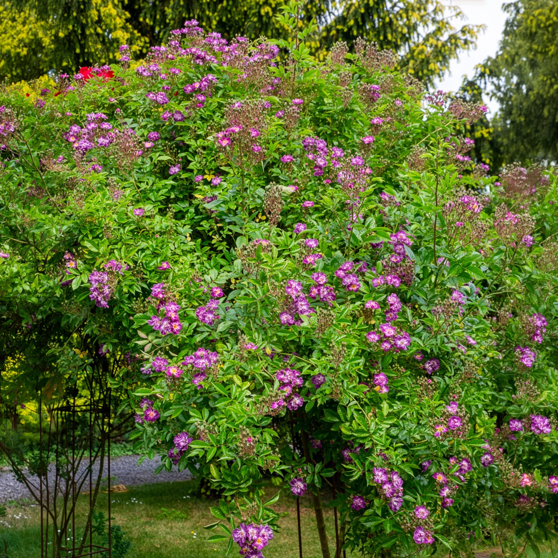 Vente Rosier Bleu violet sur tige