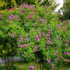 Vente Rosier Bleu violet sur tige