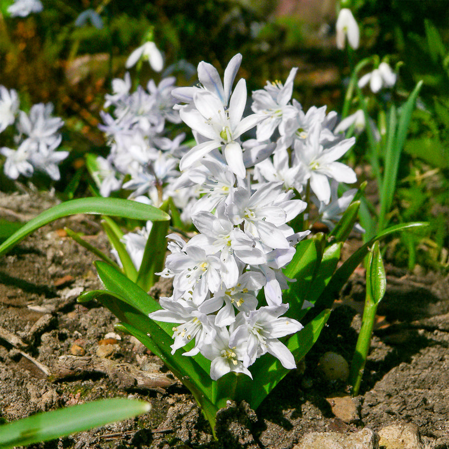 20 Puschkinia blancs - Willemse