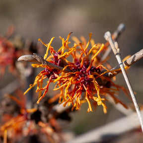 Hamamelis x intermedia aphrodite - Hamamélis Aphrodite - Hamamélis