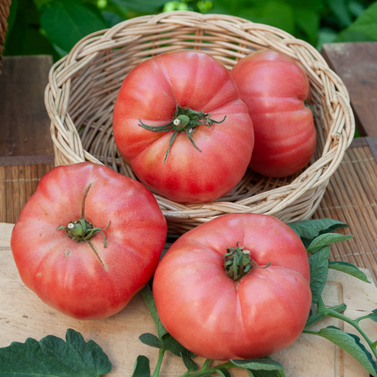 Tomate Rose de Berne - Solanum lycopersicum rose de berne - Willemse