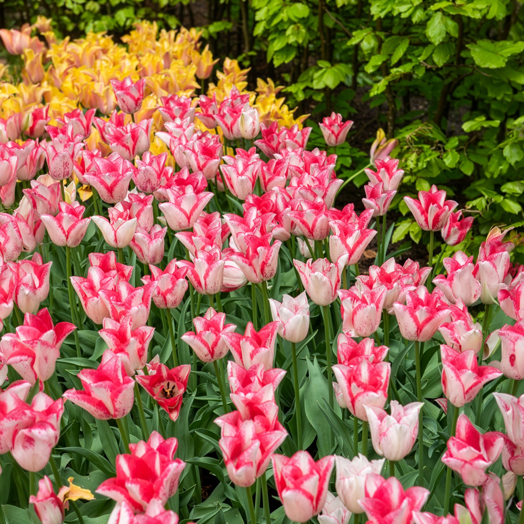Tulipa beauty trend - 10 Tulipes Beauty trend - Tulipe