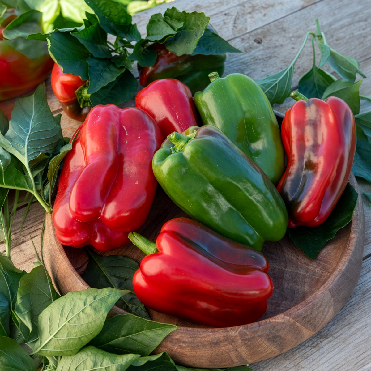 Capsicum annuum lamuyo - 3 Plants de Poivron Lamuyo - Plants de poivrons et piments