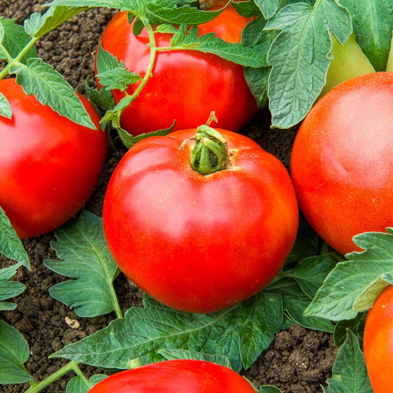 Solanum lycopersicum pyros hf1 (obtention clause) - Tomate Pyros HF1 - Tomates