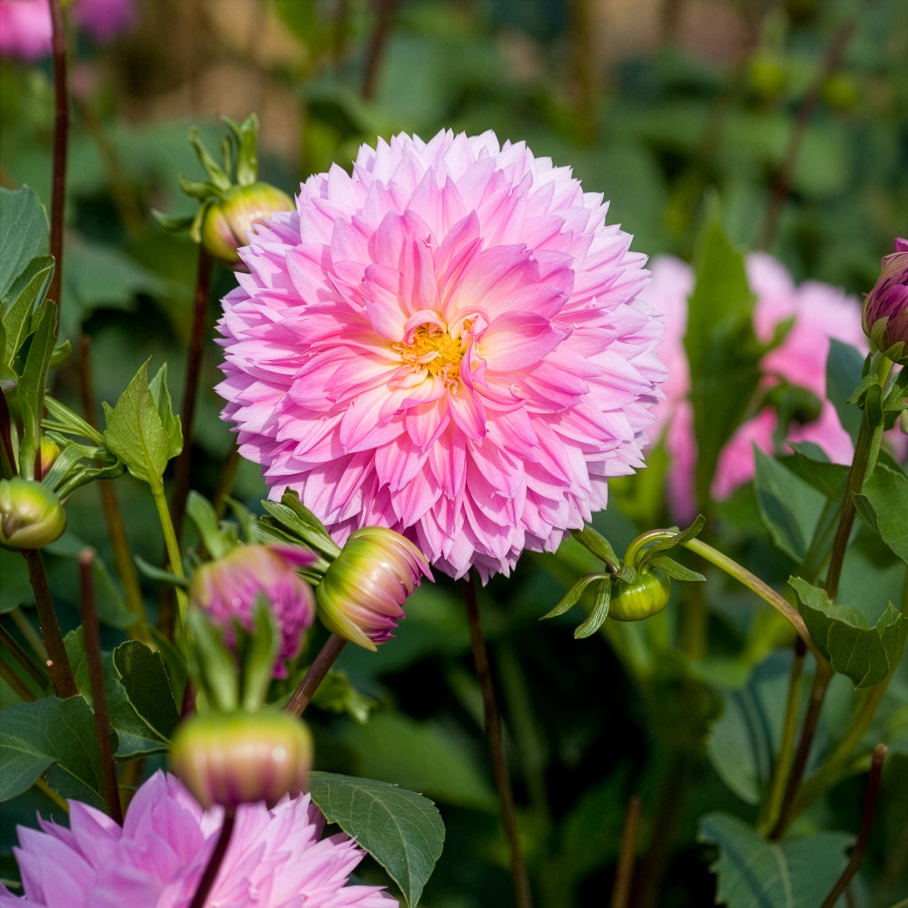 Dahlia sakura fubuki - 3 Dahlias décoratifs Sakura Fubuki roses - Dahlia