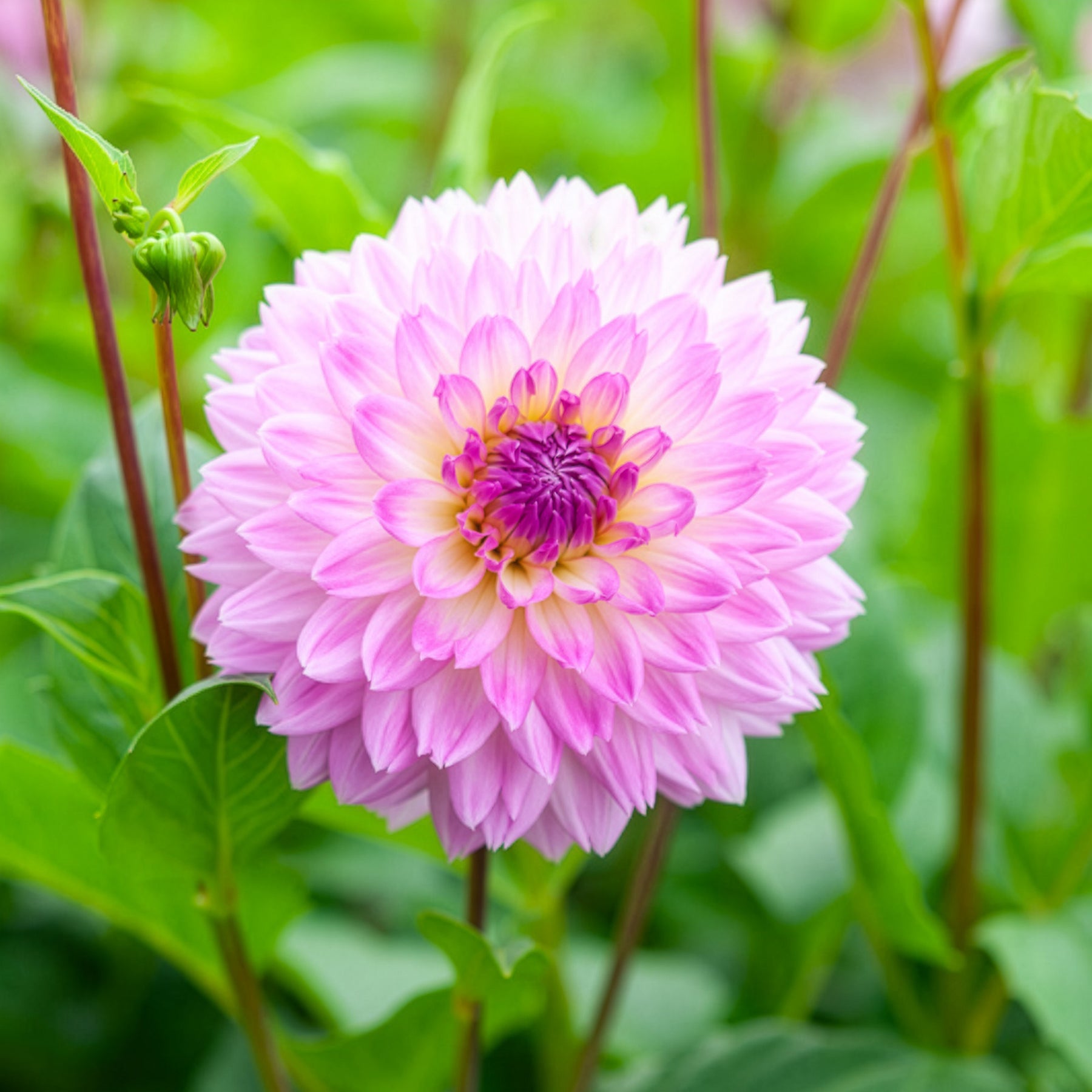 Dahlia - 3 Dahlias décoratifs Sakura Fubuki roses - Dahlia sakura fubuki