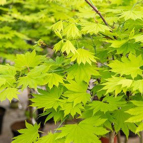 Erable du Japon - Erable du Japon doré - Acer shirasawanum aureum
